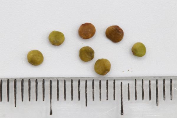 Click for 1 image(s) for this accession. Image